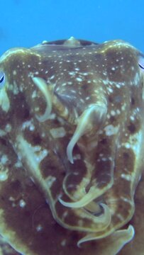 Vertical video of Broadclub cuttlefish (Sepia latimanus) with 2 tentacles up, close up