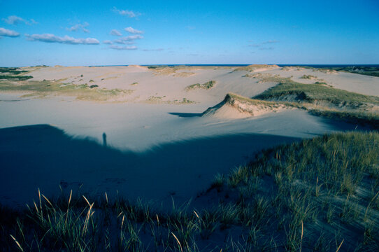 Cape Cod sand dunes, Cape Cod, MA USA.