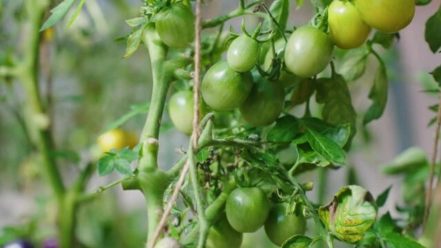 Pesticide-Free tomato, organic gardening, healthy food