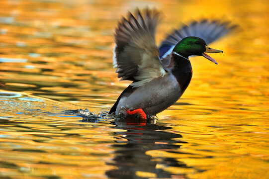 A male Mallard duck landing into a pond of water.