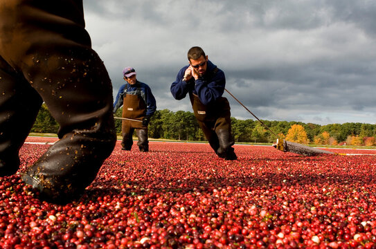 Men harvest cranberries in South Yarmouth, Massachusetts, on Cape Cod.