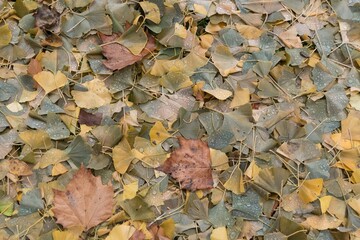 fallen leaves on the ground in the autumn