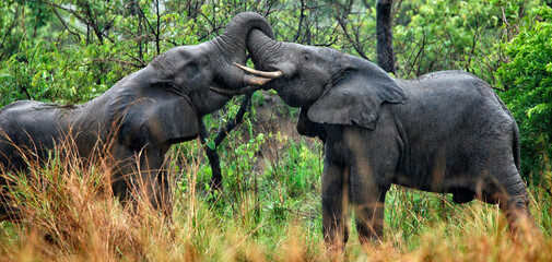 African elephant-Loxodonta africana-
Democratic Republic of Congo 
Garamba National Park