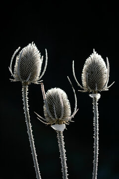 Dipsacus fullonum, the teasel, Venus bath, carding, carding thistle, thistle, cardoncha, d'psaco, combs, raspasayos or shepherd's staff,