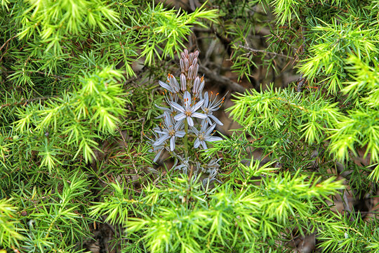 White Asphodel - Asphodelus albus Tall White Flower. Natural Park of the Serrania de Cuenca. Cuenca. Castilla la Mancha. Spain