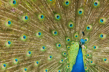 A male peacock displaying to a female.