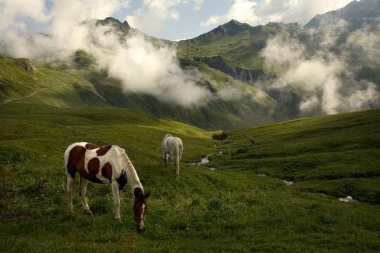 Two horses graze in the French Alps.