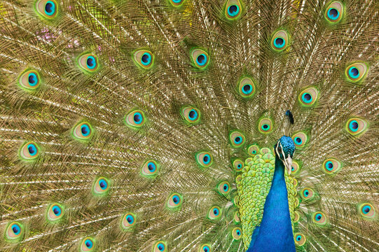 A male peacock displaying to a female.