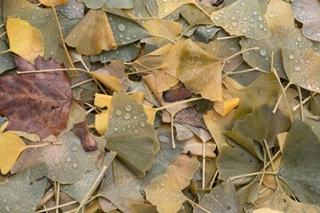 fallen leaves on the ground in the autumn