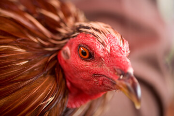 A fighting rooster before a cockfight on the outskirts of Mexico City