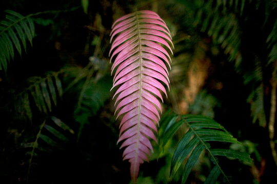 A violet fern grows in El Triunfo Biosphere Reserve.