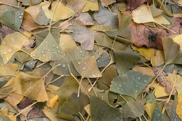 fallen leaves on the ground in the autumn