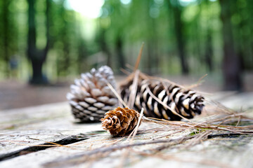 pine cones and chestnuts picked in the park