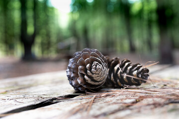 pine cones and chestnuts picked in the park