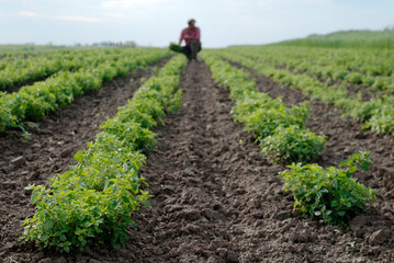 Male farmer is crouching between patches on organic plantation.