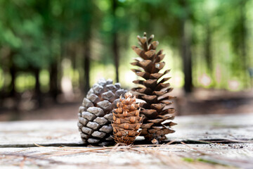 pine cones and chestnuts picked in the park