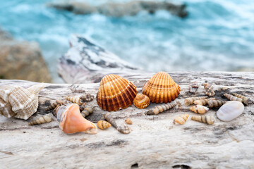 shells collected on the beach representing a family