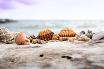 shells collected on the beach representing a family