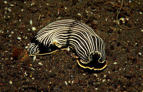 nudibranch, Armina sp., Indonesia, Indian Ocean, Komodo National Park