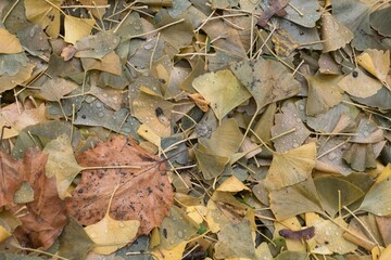fallen leaves on the ground in the autumn