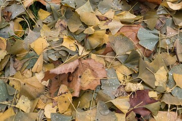 fallen leaves on the ground in the autumn