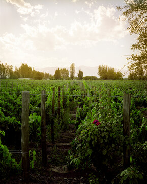 Rows of grapevines at stand at a vineyard at sunset.