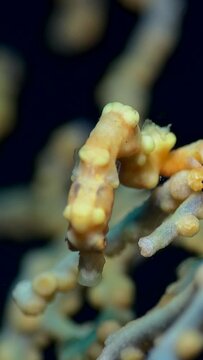 Vertical video of Denise pygmy seahorse (Hippocampus denise)