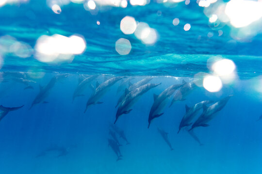 Hawaiian spinner dolphins