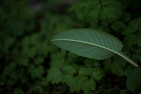 Underside of a green leaf. A few waterdrops are visible. Rhoen Mountains, Germany