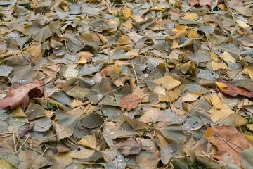 fallen leaves on the ground in the autumn