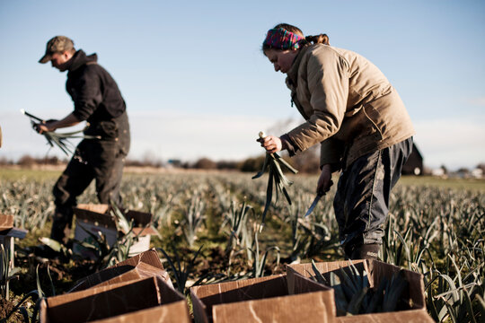 A man and a woman harvest leaks at an organic farm on a sunny day.