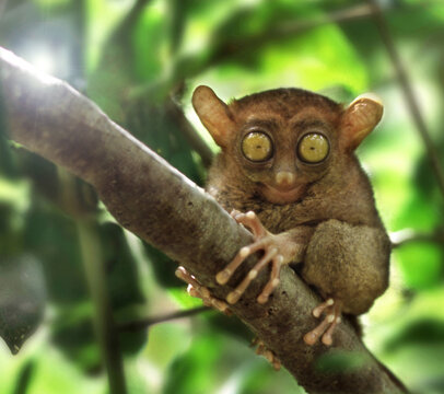 Tarsier - Chocolate Hills