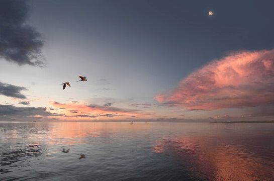 Macaw parrots flying over the Amazon River at sunset.