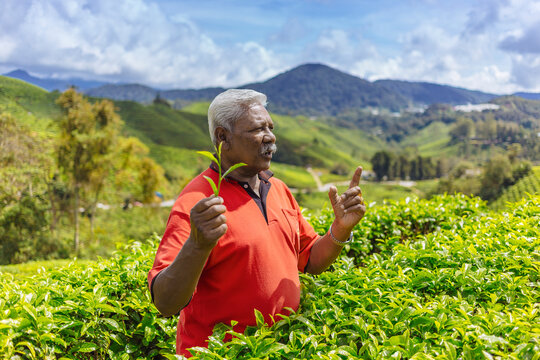 Old man at tea plantation region, Cameron Highlands, Malaysia