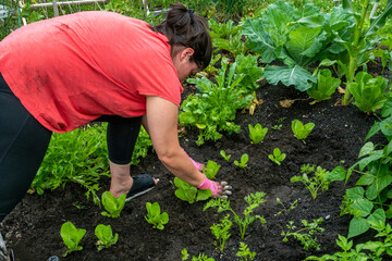 Rear view of a women working in her backyard vegetable garden.