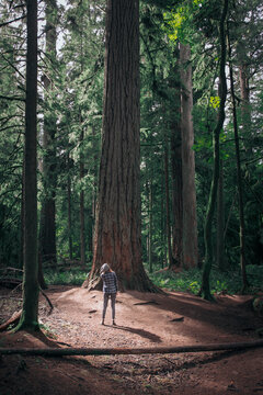 Woman standing and looking up at Douglas in forest of macmillan