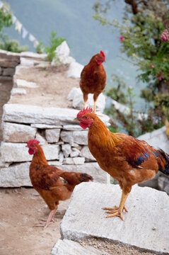 Three free range roosters garden wall close up