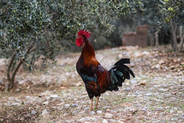 Brown rooster crowing in the morning in village