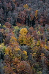 autumn colors on the mountain forest