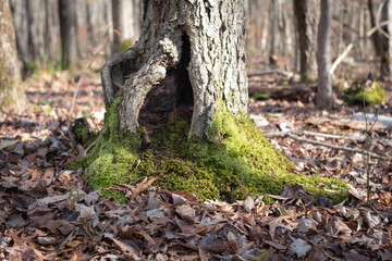 Tree in the woods or forests 