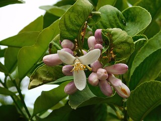 Bitter orange, or Citrus aurantium tree, leaves, flower and buds, in Glyfada, Greece