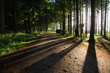 Nadelbäume im Gegenlicht mit langen Schatten auf einem Waldweg