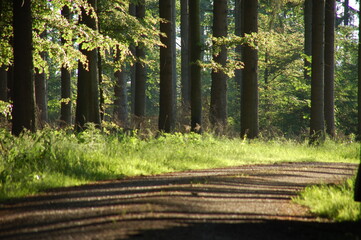 Nadelbäume im Gegenlicht mit langen Schatten auf einem Waldweg