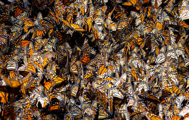 Big colony of Monarch butterflies  (Danaus plexippus) close-up in the forest in the park El Rosario, Reserve of the Biosfera Monarca. Angangueo, State of Michoacan, Mexico.