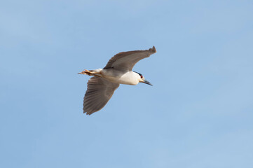 Photograph of a flying bird