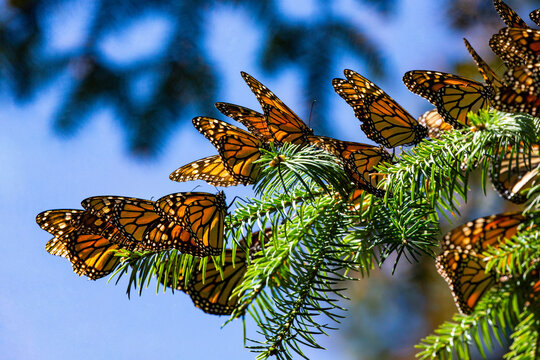 Colony of Monarch butterflies (Danaus plexippus) are sitting on pine branches in a park El Rosario, Reserve of the Biosfera Monarca. Angangueo, State of Michoacan, Mexico
