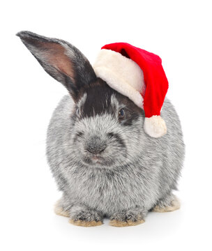 Rabbit  in Santa Claus Christmas hat.