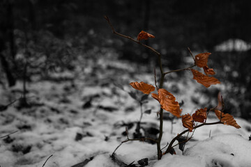 Winter in the forest  © FotopedrosPL