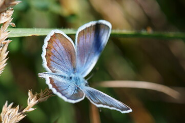 A small blue butterfly in green wildflowers. Beautiful insects in the field.