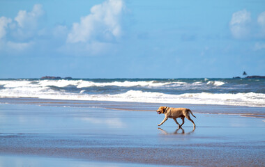 Fototapeta na wymiar Dog on the beach